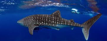 Resultado de imagen para cozumel dive