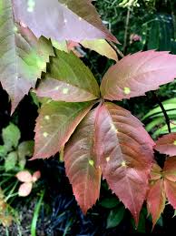Attēlu rezultāti vaicājumam “Parthenocissus quinquefolia leaf”