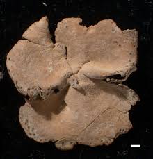 Attēlu rezultāti vaicājumam “Dermatocarpon miniatum”