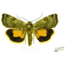 Attēlu rezultāti vaicājumam “Cryptocala chardinyi”