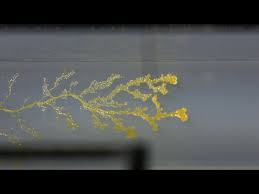 Attēlu rezultāti vaicājumam “Physarum gravidum”