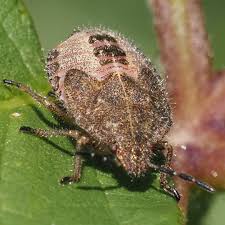 Attēlu rezultāti vaicājumam “Dolycoris baccarum”