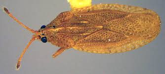 Attēlu rezultāti vaicājumam “Physatocheila smreczynskii”