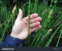 Attēlu rezultāti vaicājumam “Equisetum palustre”