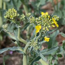Attēlu rezultāti vaicājumam “Brassica napus fruit”