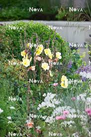 Image result for Oenothera odorata