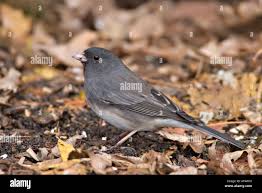 Image result for Junco hyemalis