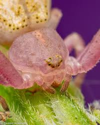 Attēlu rezultāti vaicājumam “Thomisidae”