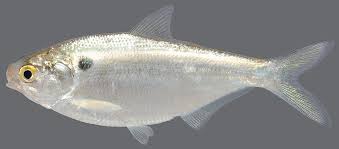 Image result for Dorosoma cepedianum