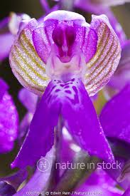 Attēlu rezultāti vaicājumam “Orchis morio”