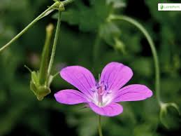Attēlu rezultāti vaicājumam “Geranium palustre flower”