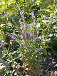 Attēlu rezultāti vaicājumam “Veronica longifolia fruit”
