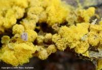 Attēlu rezultāti vaicājumam “Oligonema affine spores”