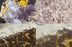 Attēlu rezultāti vaicājumam “Nectriopsis violacea”