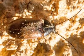 Attēlu rezultāti vaicājumam “Isomira murina”