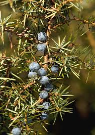 Attēlu rezultāti vaicājumam “Juniperus communis fruit”
