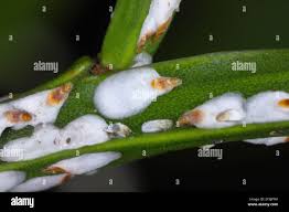 Attēlu rezultāti vaicājumam “Chionaspis salicis”