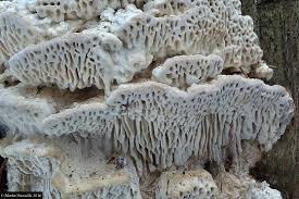 Attēlu rezultāti vaicājumam “Antrodia”