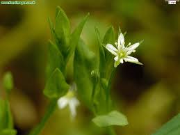 Attēlu rezultāti vaicājumam “Stellaria uliginosa”