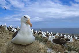 Image result for Thalassarche melanophris