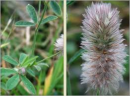 Attēlu rezultāti vaicājumam “Trifolium arvense leaf”