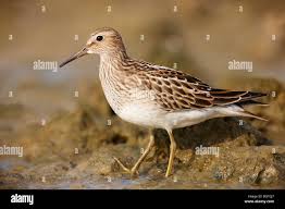 Image result for Calidris melanotos