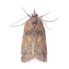 Attēlu rezultāti vaicājumam “Nolidae”