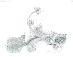 Attēlu rezultāti vaicājumam “Preissia quadrata”