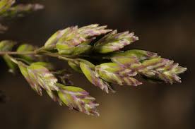 Attēlu rezultāti vaicājumam “Poa remota bud”