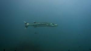 Image result for Dive Barracuda