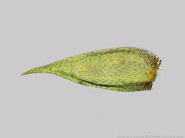 Attēlu rezultāti vaicājumam “Pylaisia polyantha”