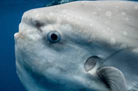 Image result for Mola mola