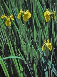 Attēlu rezultāti vaicājumam “Iris pseudacorus leaf”