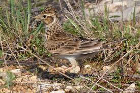 Attēlu rezultāti vaicājumam “Alauda arvensis”