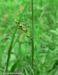 Attēlu rezultāti vaicājumam “Carex pilosa leaf”
