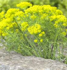 Attēlu rezultāti vaicājumam “Euphorbia cyparissias flower”