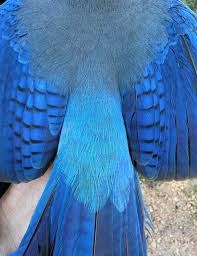 Attēlu rezultāti vaicājumam “Lycogala convexum sessile”