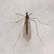 Attēlu rezultāti vaicājumam “Trichocera”