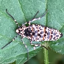 Attēlu rezultāti vaicājumam “Erannis defoliaria imago”