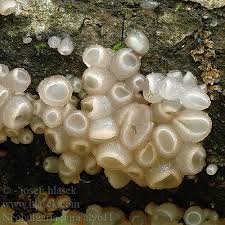 Attēlu rezultāti vaicājumam “Neobulgaria pura”