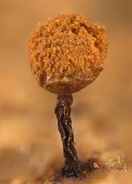 Attēlu rezultāti vaicājumam “Cribraria oregana”