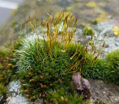Attēlu rezultāti vaicājumam “Tortula muralis sporophyte”
