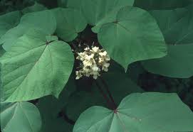 Attēlu rezultāti vaicājumam “Catalpa ovata fruit”