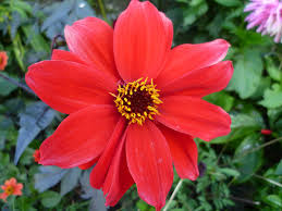 Image result for Dahlia Darkarin`