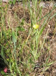 Image result for Tragopogon pratensis