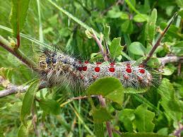 Attēlu rezultāti vaicājumam “Lymantria dispar”