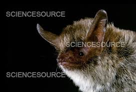 Attēlu rezultāti vaicājumam “Myotis sp.”