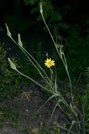 Attēlu rezultāti vaicājumam “Tragopogon heterospermus bud”