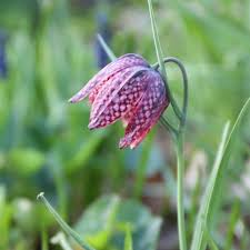 Attēlu rezultāti vaicājumam “Meleagris”