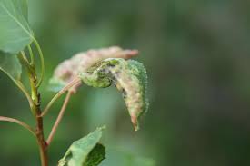 Attēlu rezultāti vaicājumam “Thecabius affinis”